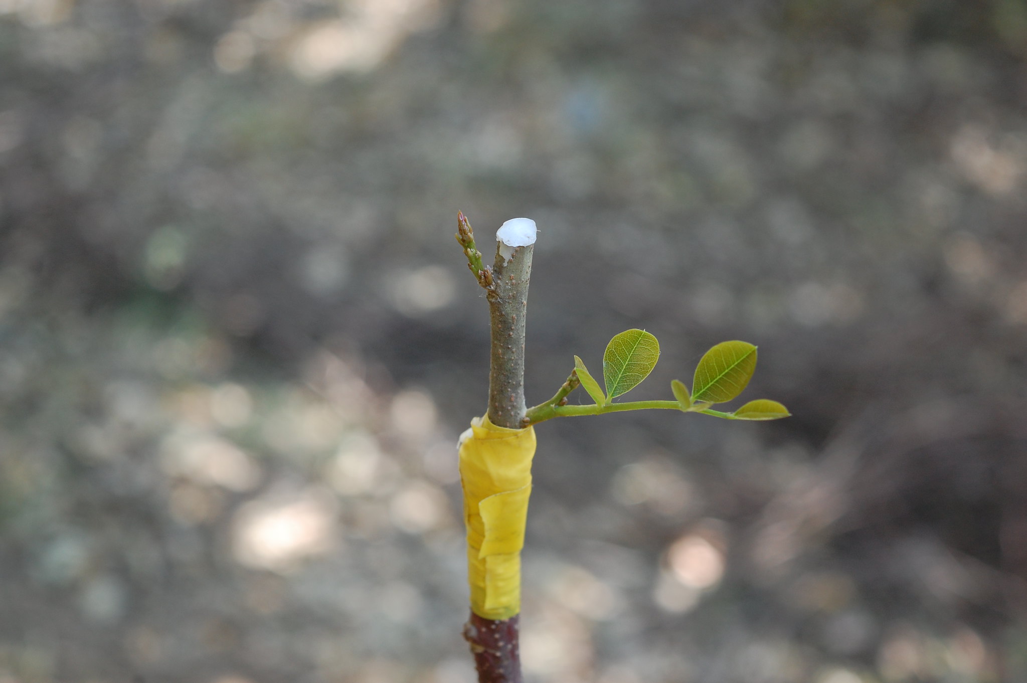 ¿Cómo hacer un injerto?