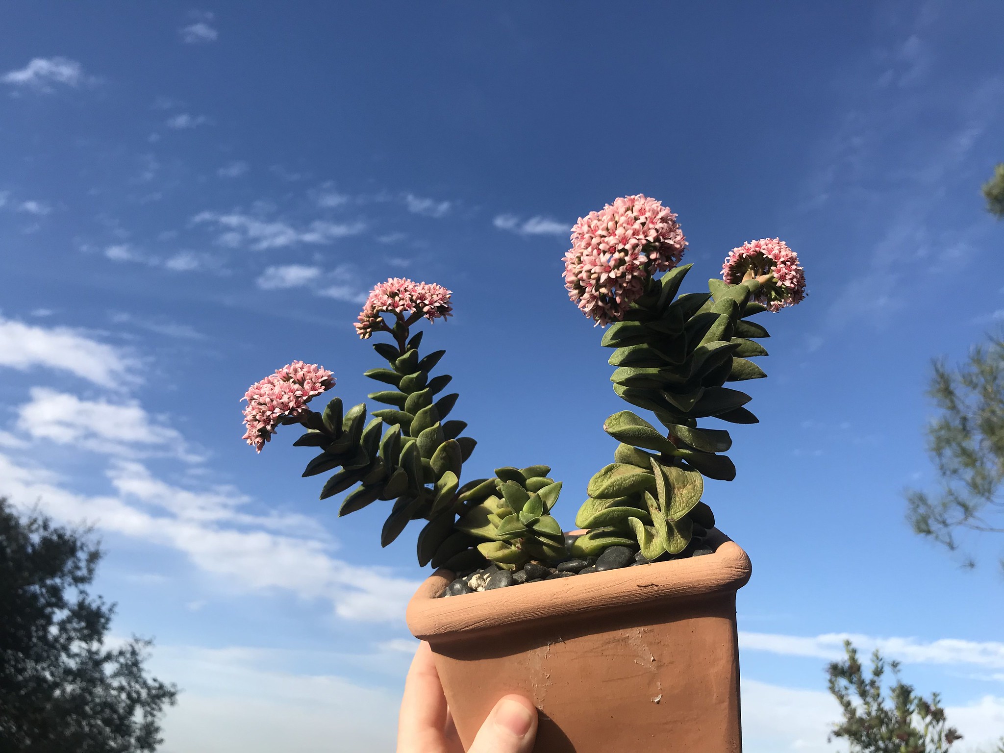 Cuáles son las mejores plantas para tener dentro de casa
