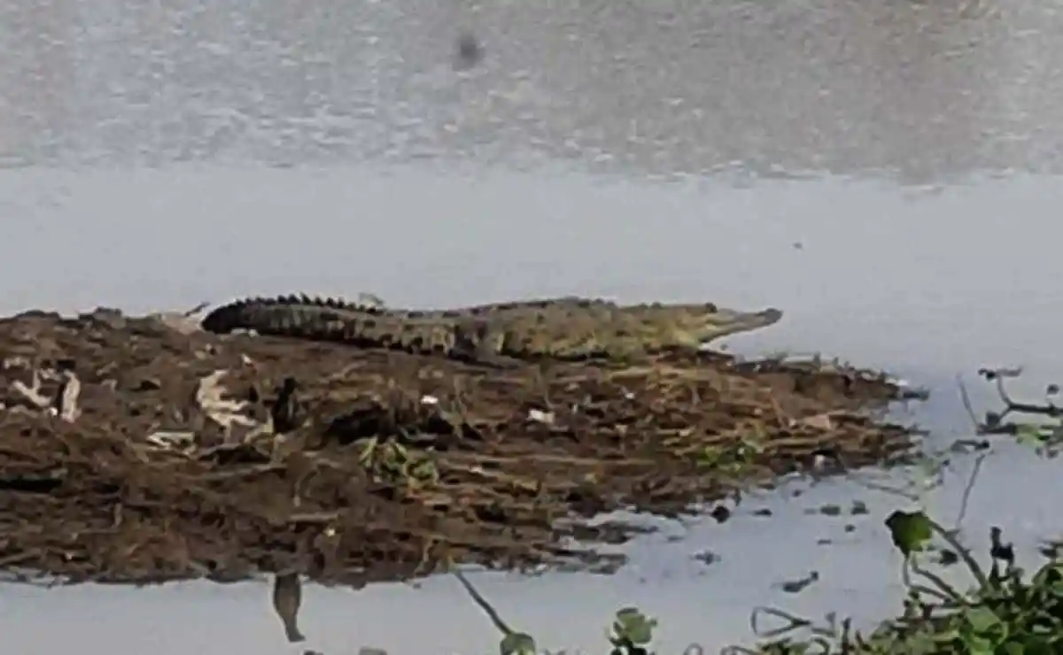 Cocodrilos, Culiacán, río humaya