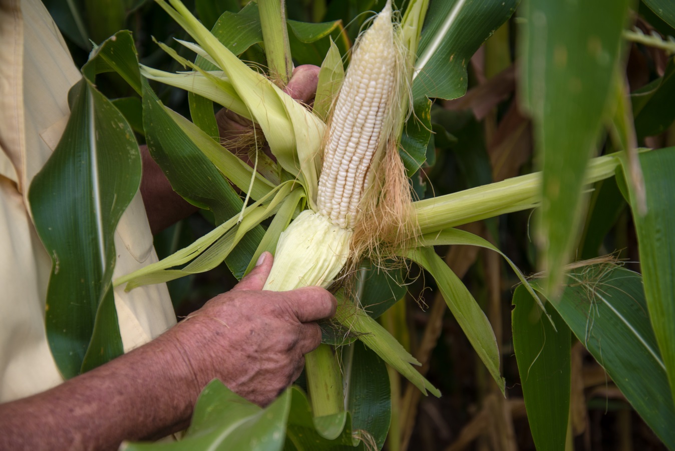 Agricultores de Sinaloa sufren por sequía y malos precios