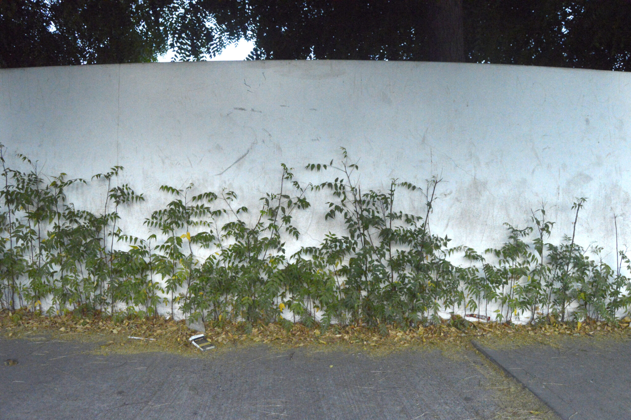 Neem - Culiacan (12)