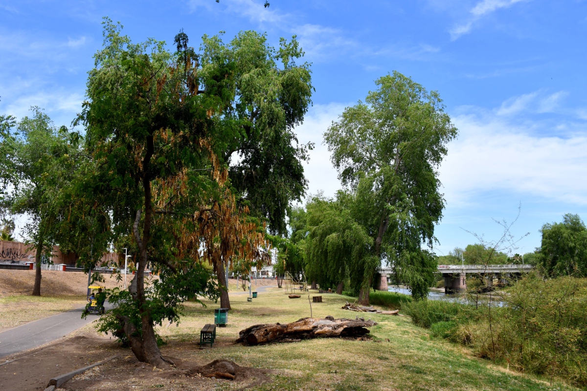 ¿Cuáles son los árboles que no levantan la banqueta?