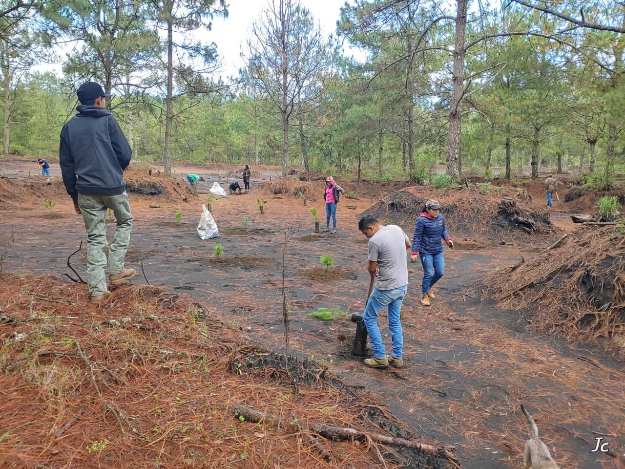 Reforestación en Comunidad Indígena De Nuevo San Juan Parangaricutiro Michoacan. FOTO: Facebook.