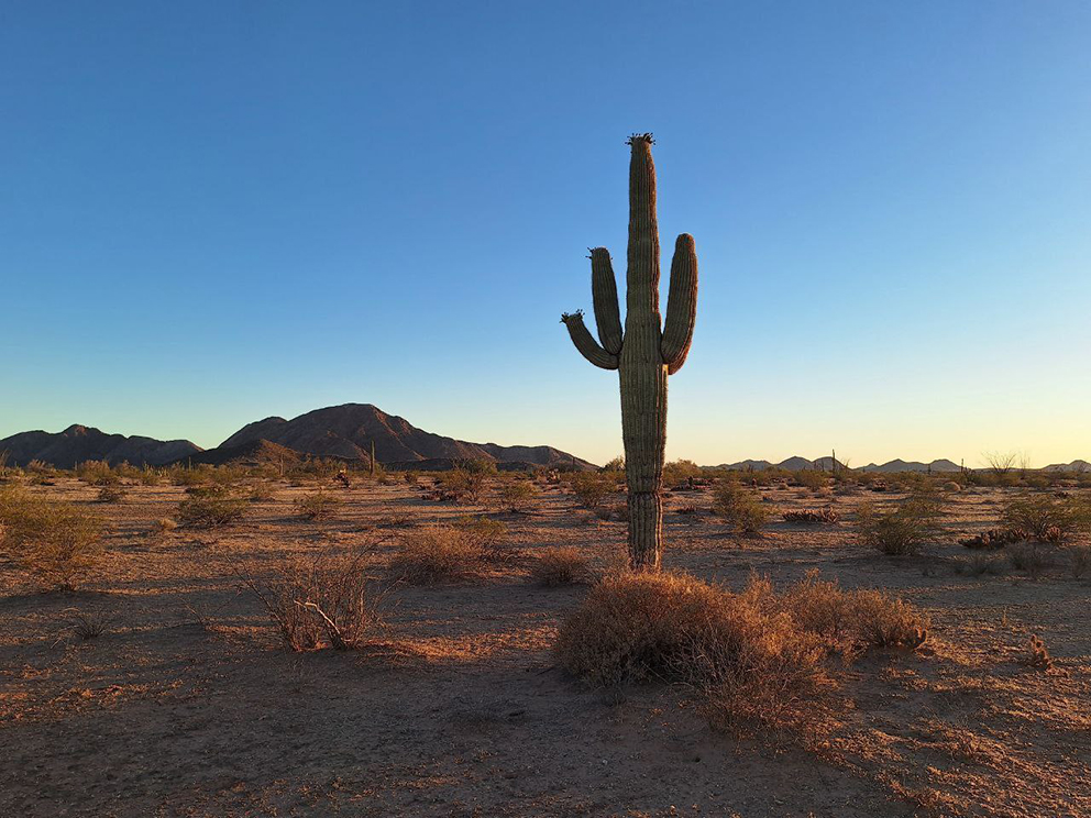 Parte de la vegetación en el ejido El Bajío, al fondo parte de la columna del cerro de La Ventana. Fotografía: Kau Sirenio