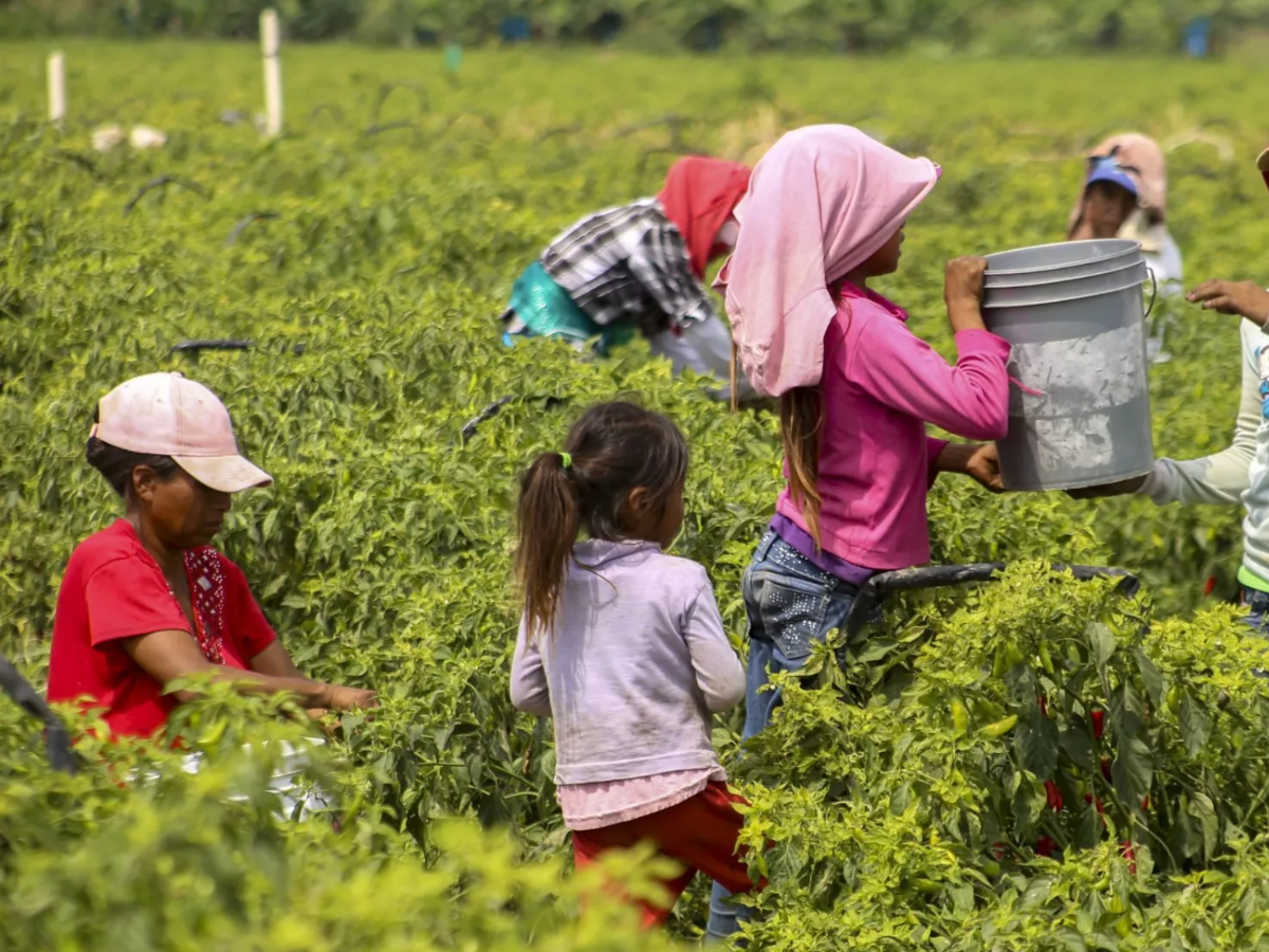 Día mundial del trabajo infantil. crece la cantidad de niños que trabajan en México-