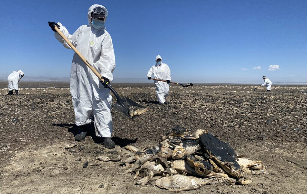 Una cuadrilla de hombres y mujeres recoge peces muertos que aparecieron en la Laguna de Bustillos, en Anáhuac, Chihuahua, donde se registra una sequía extrema. Foto: Blanca Carmona / La Verdad Juárez