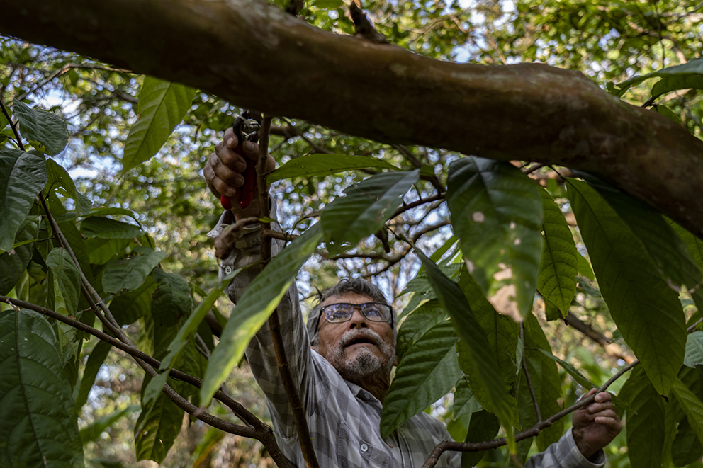 Sembrando Vida, Chiapas, Programa federal
