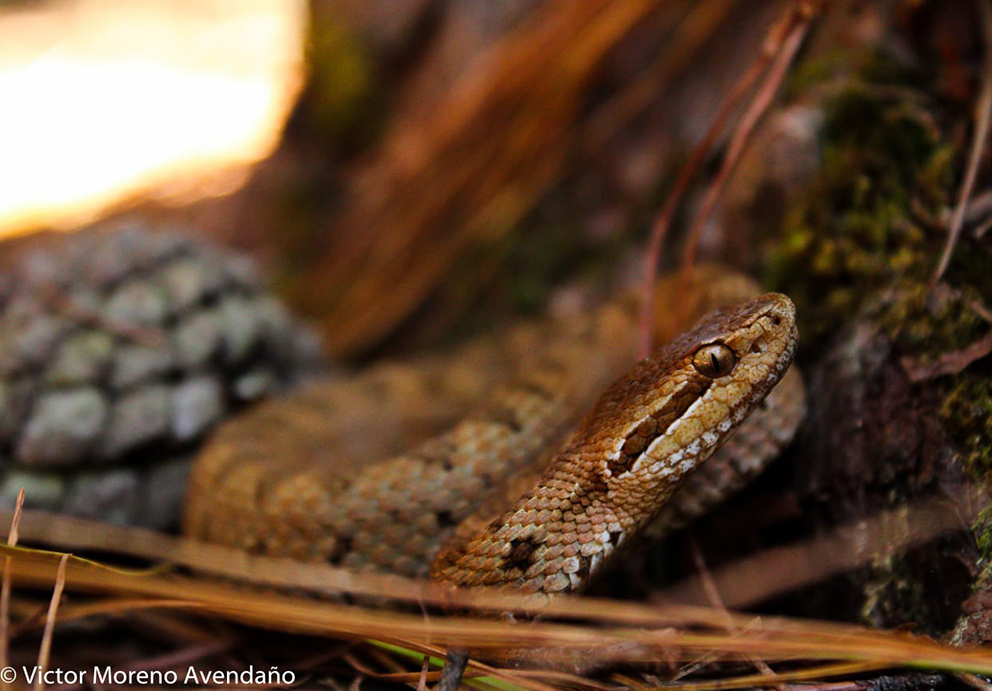 Serpientes, Cambio climático, Chiapas