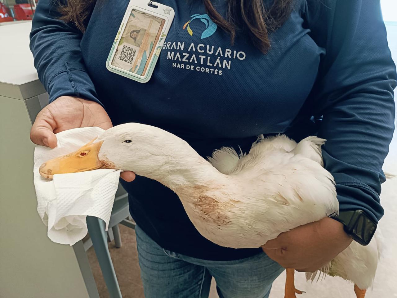 Animales rescatados, Acuario, Mazatlán, Gran Acuario Mazatlán, Mar de Cortés