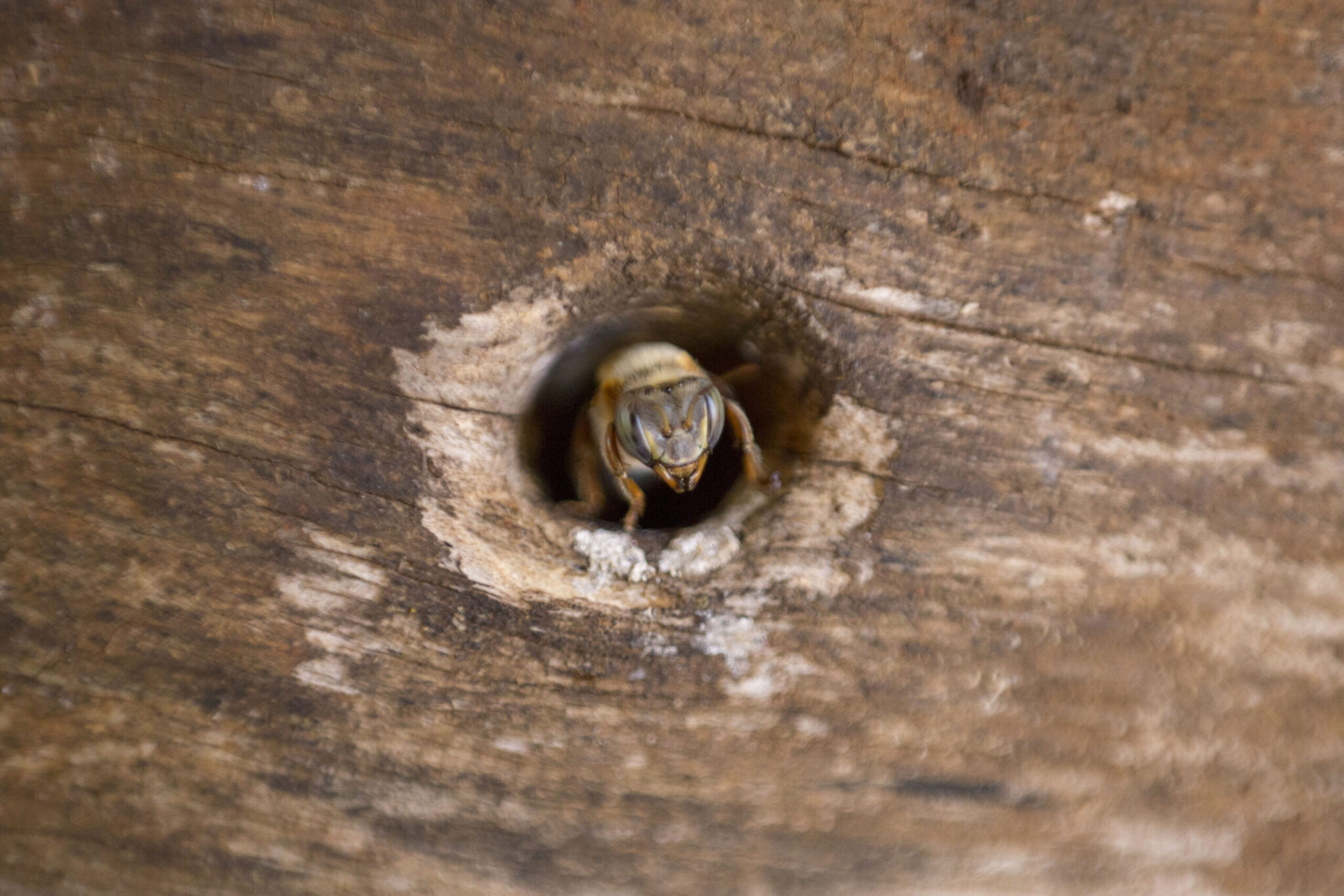 Abejas, Campeche, Apicultura, Agroquímicos