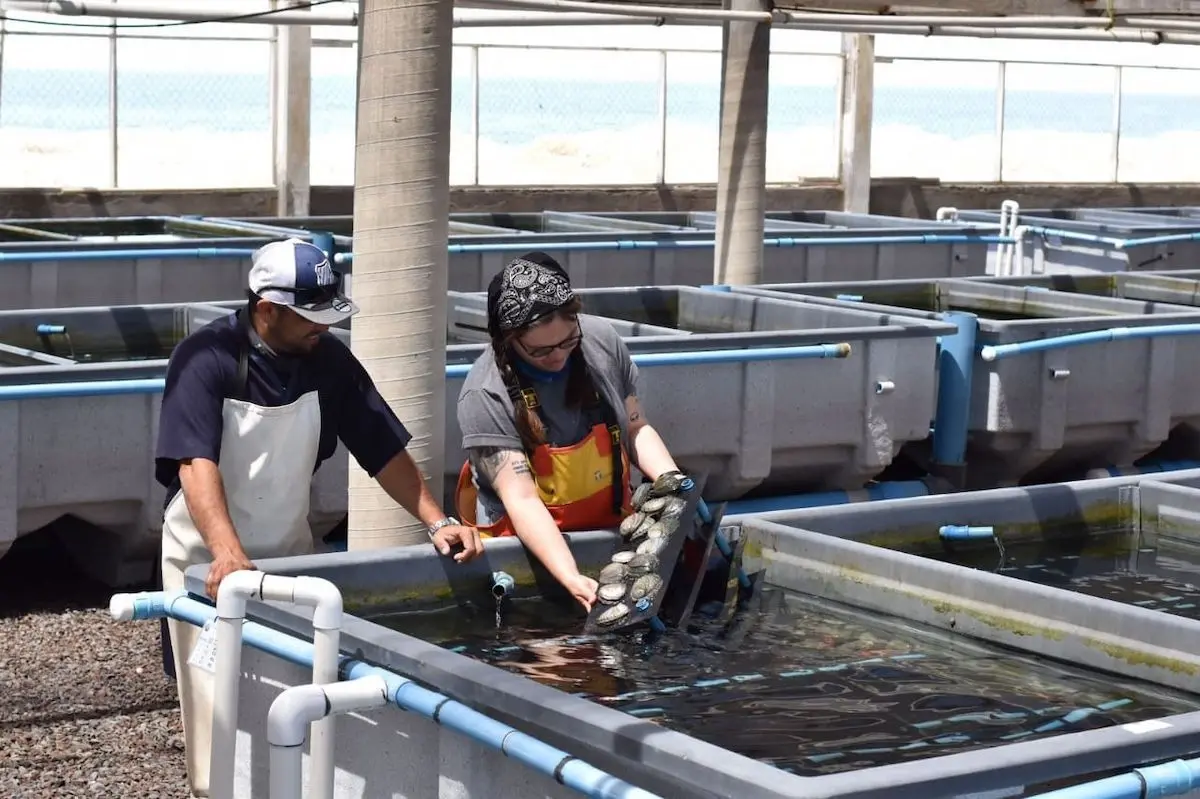 Abulón, Causa Natura, Cooperativa Progreso