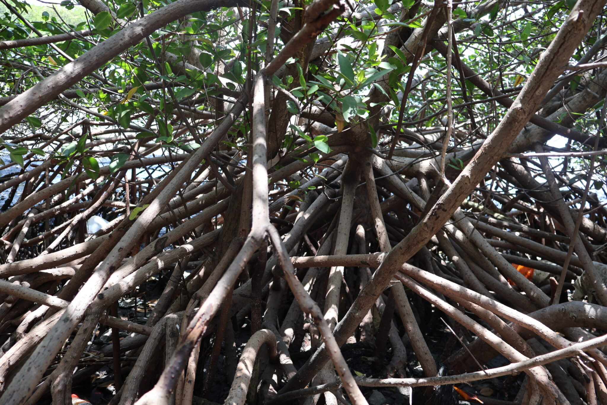 REPRODUCCION MANGLAR CETMAR 08 ALEXIS ROMERO OSUNA (20)