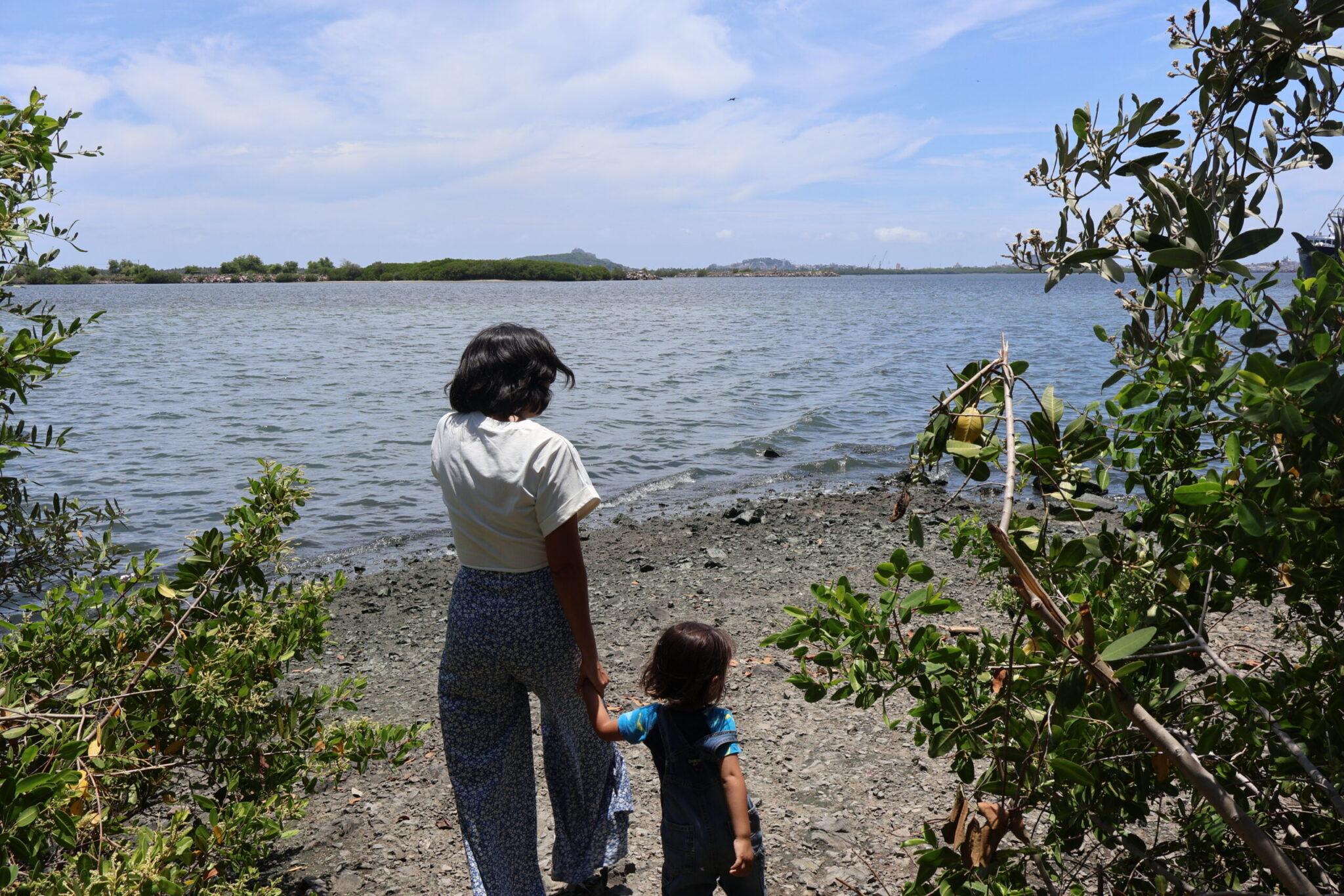 REPRODUCCION MANGLAR CETMAR 08 ALEXIS ROMERO OSUNA (26)