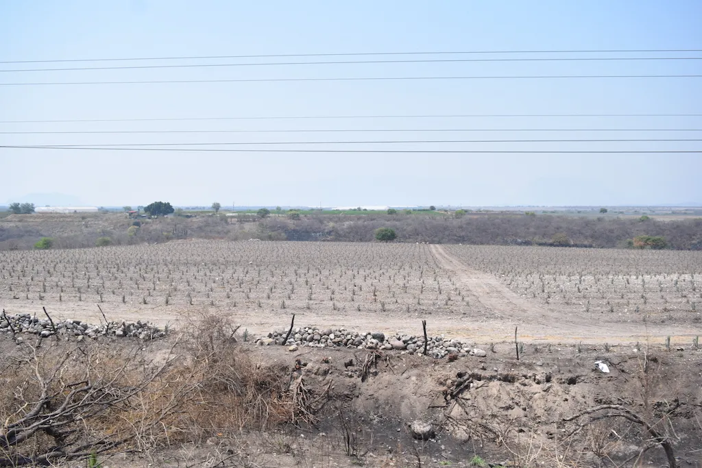 Cambio de uso de suelo Agave, Jalisco