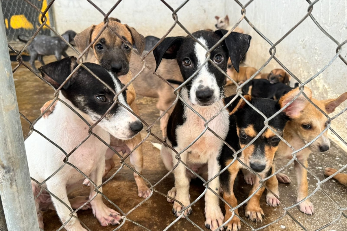 esterilizacion-animalistas-clinicas-veterinarias-publicas