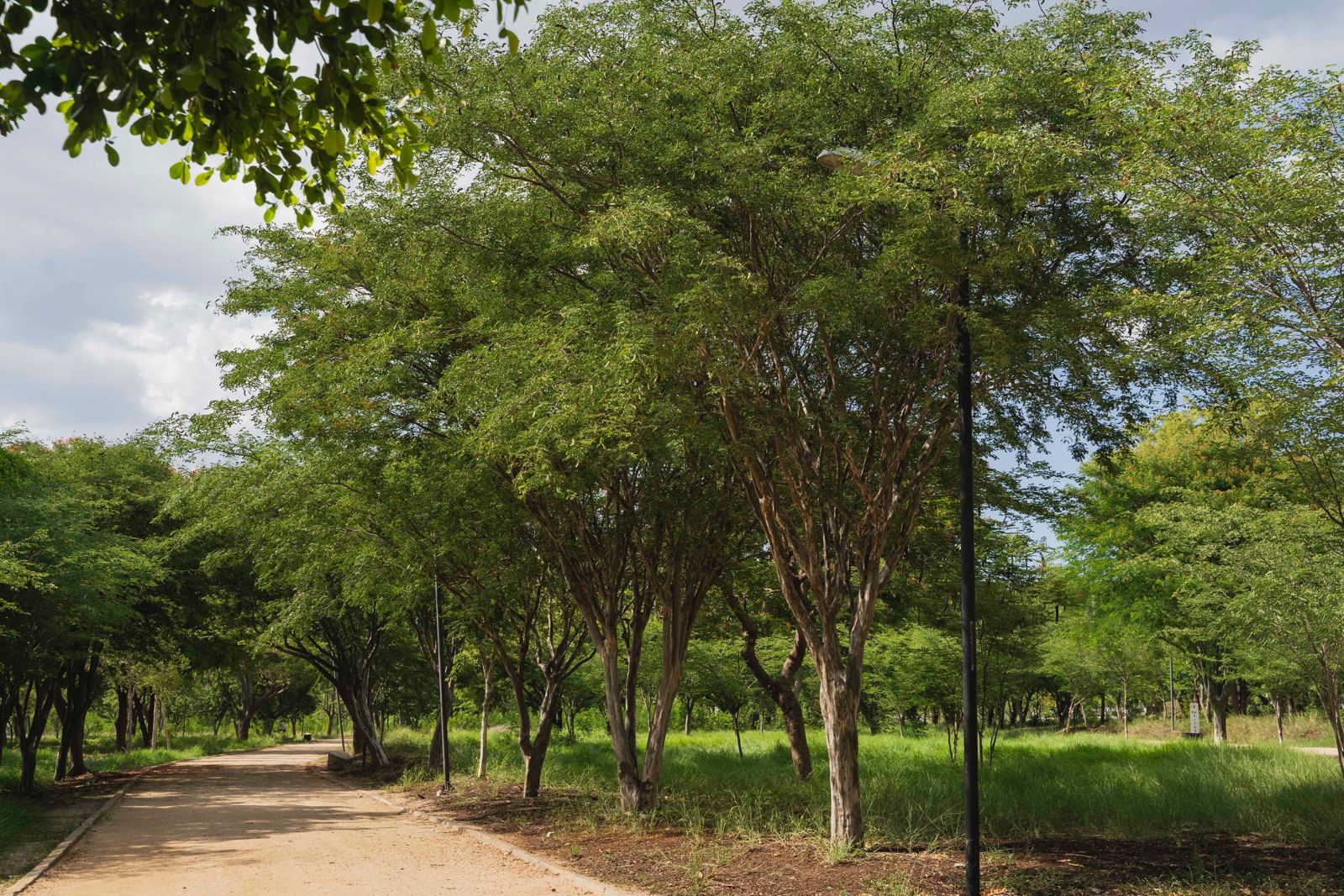Árboles, Culiacán, Jardín Botánico Culiacán