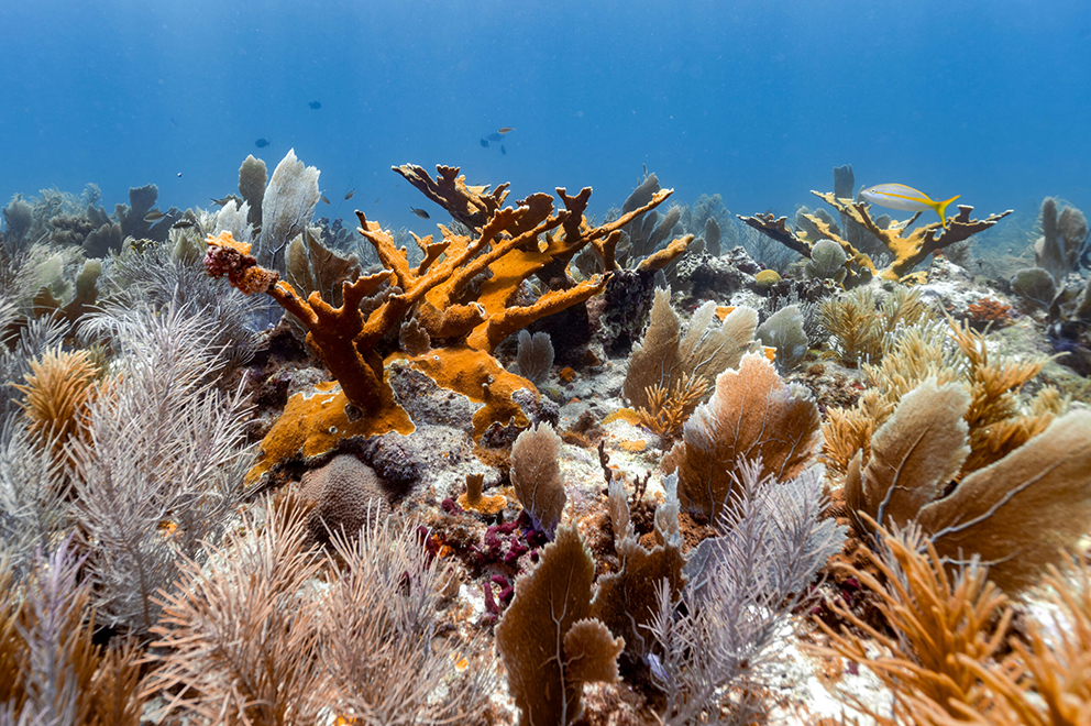 Arrecifes de coral, México, Golfo de México, Campeche