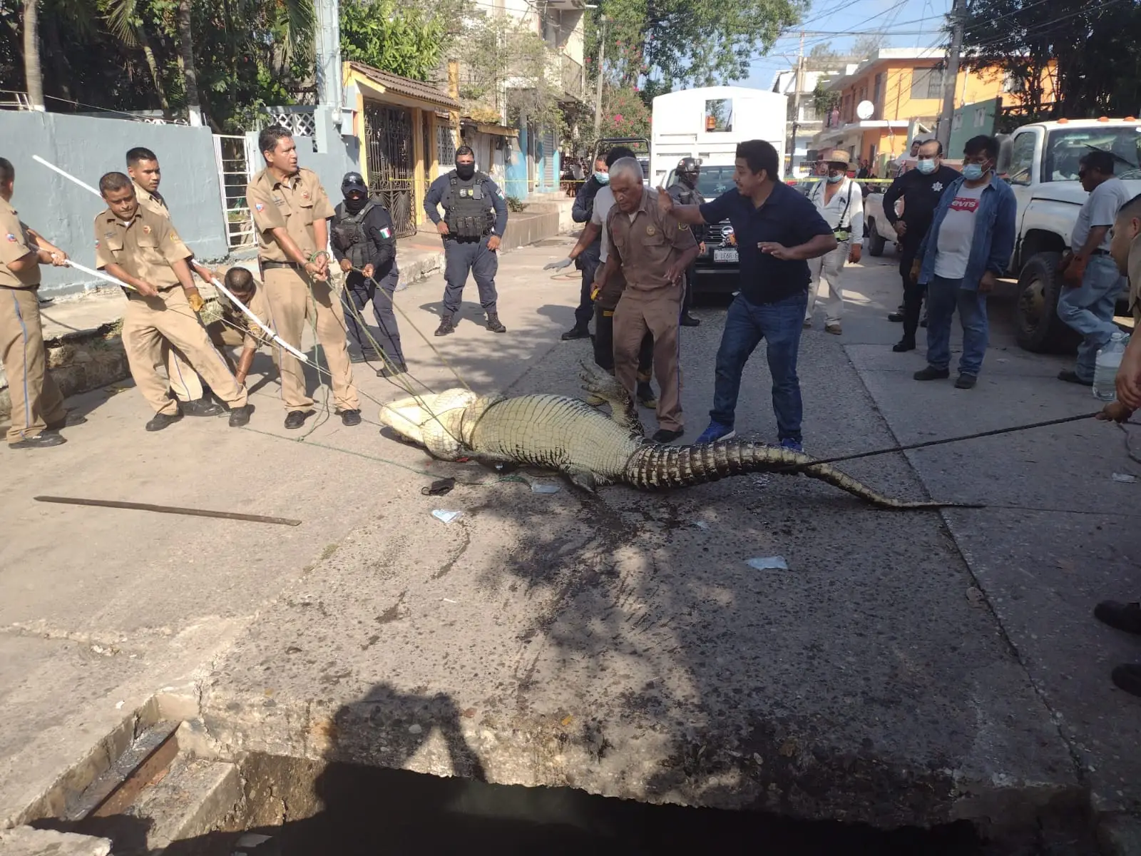 Cocodrilos, Tampico, Tamaulipas, Tormentas SOS cocodrilo