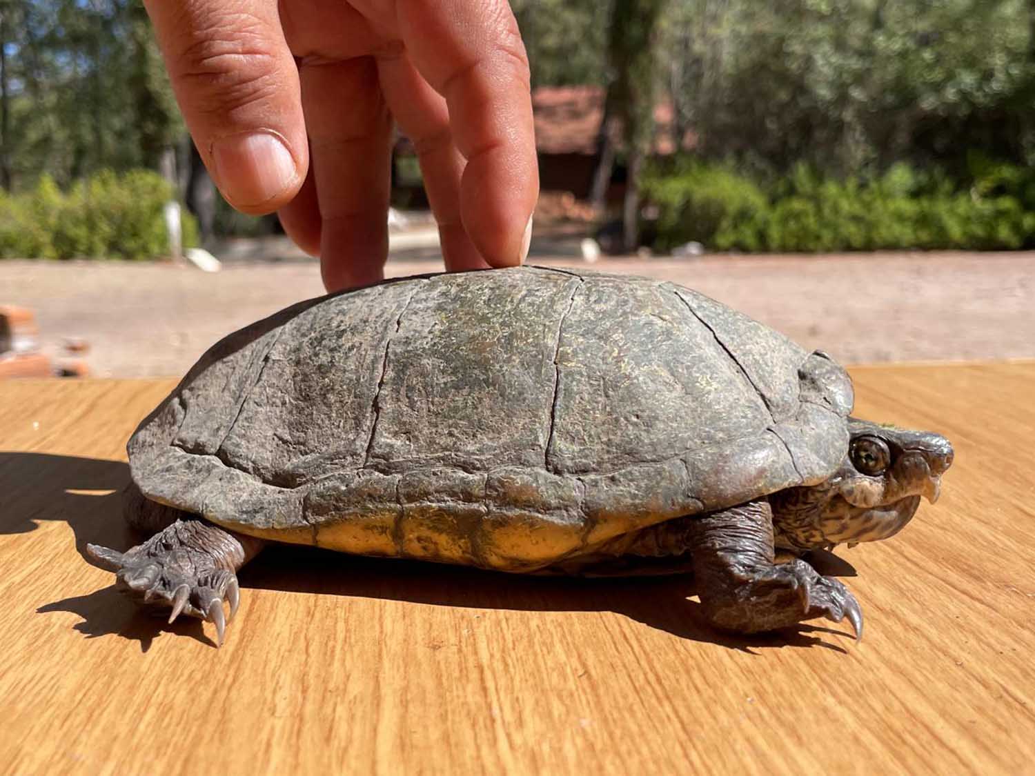 Animales, especies nativas, calor, cambio climático, Sinaloa
