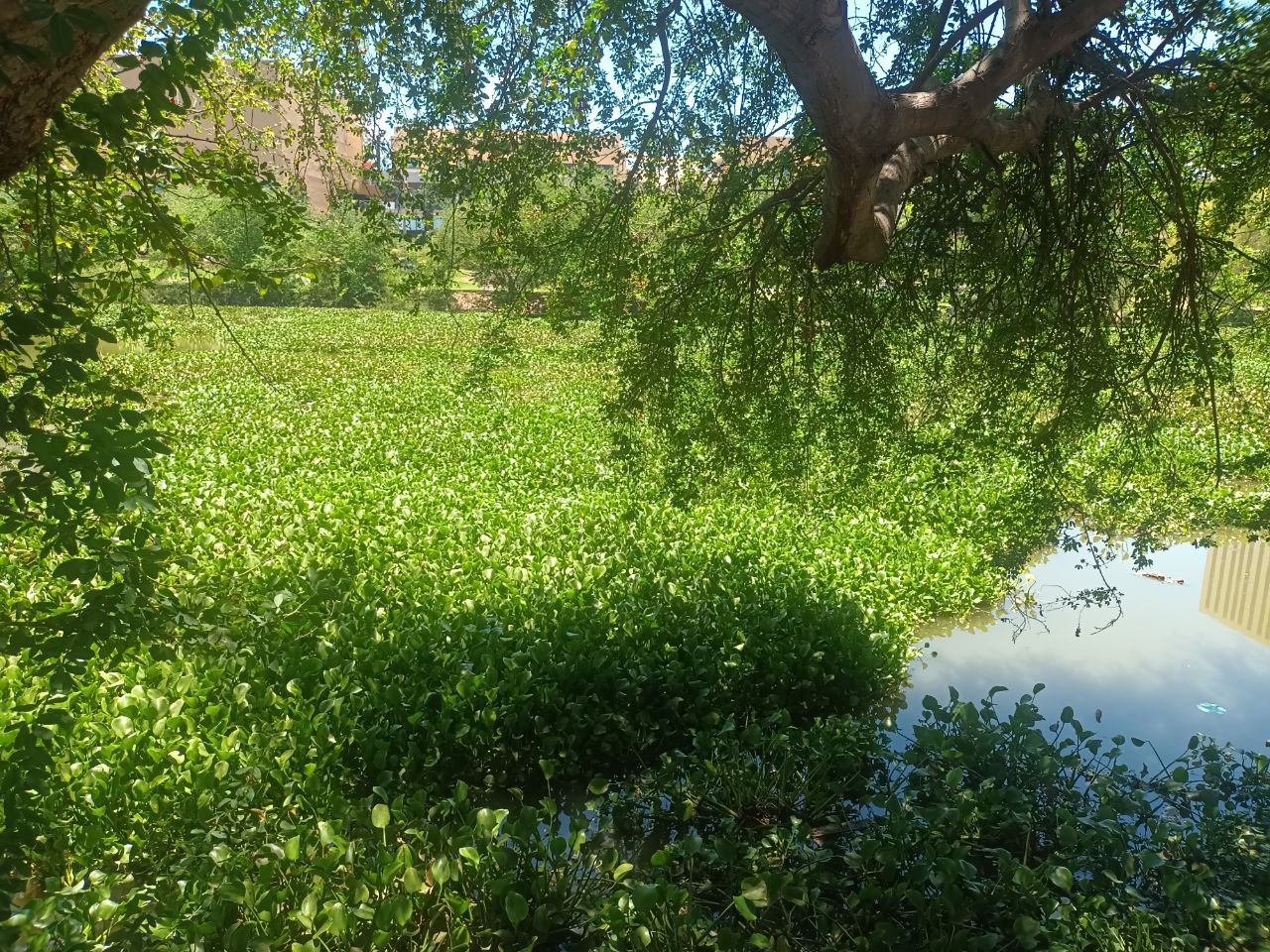 rio humaya lirio acuatico culiacan (1)