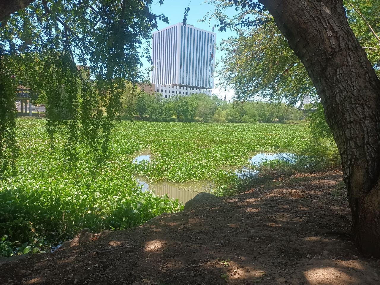 rio humaya lirio acuatico culiacan (1)