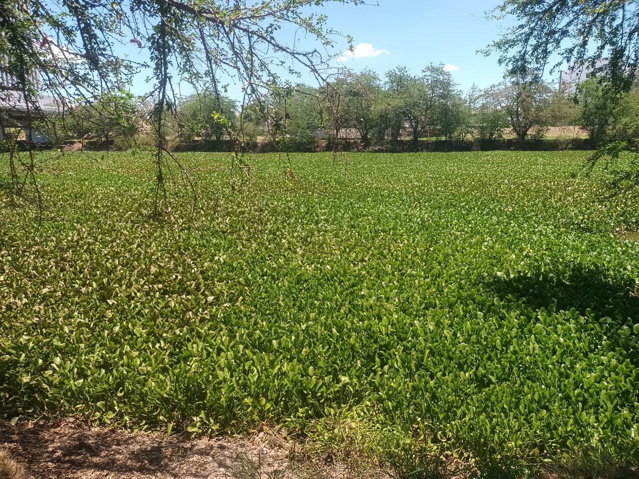 rio humaya lirio acuatico culiacan (1)