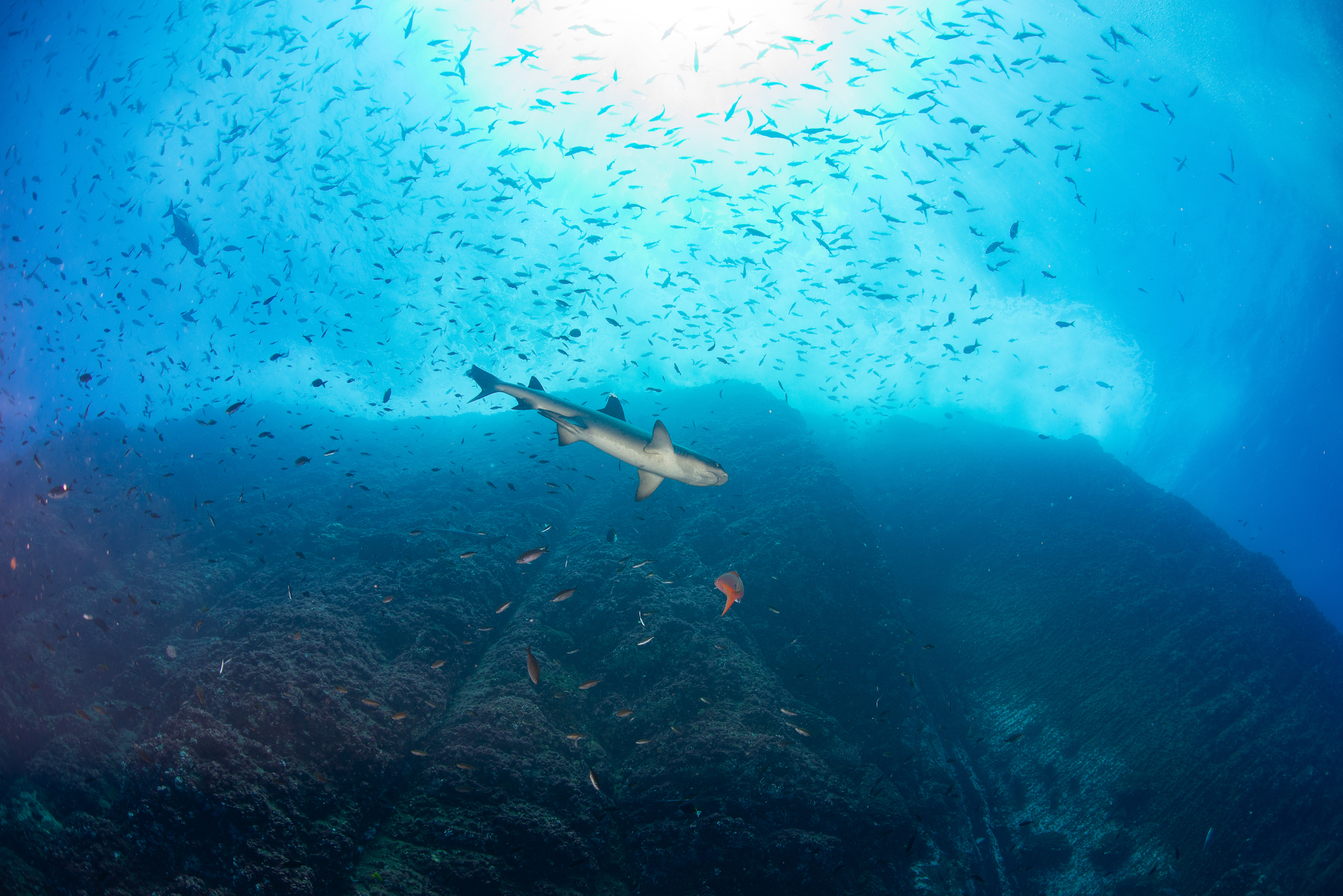 Revillagigedo, Mar, Rescate, Naturaleza, México