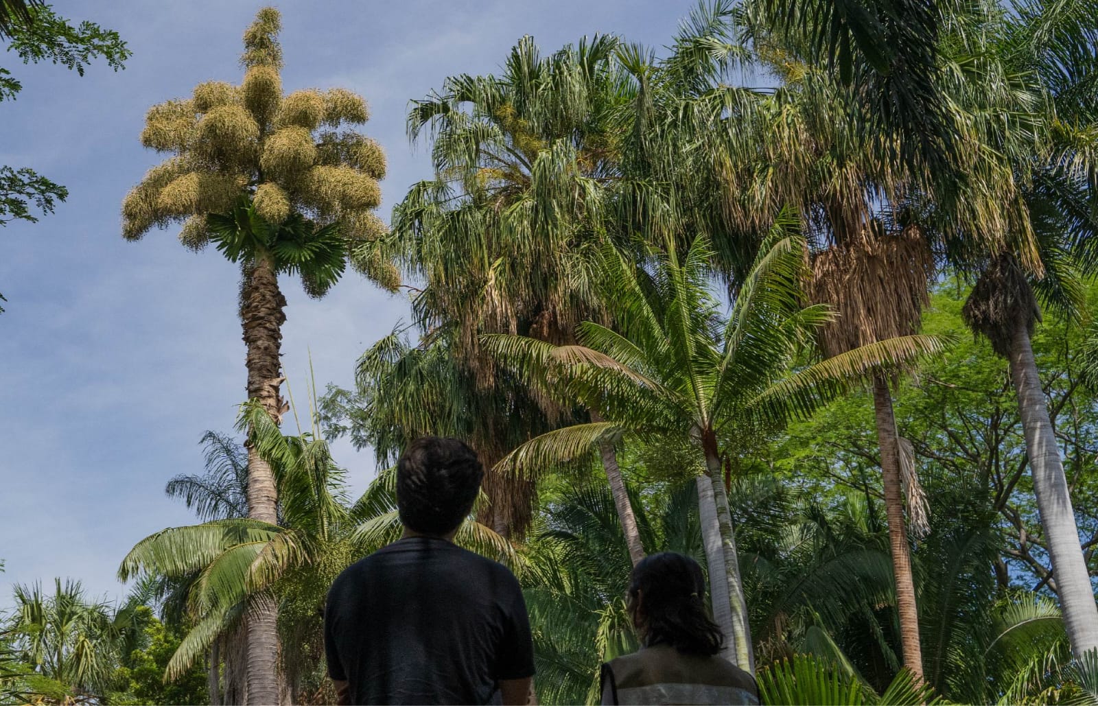 Jardín Botánico Culiacán