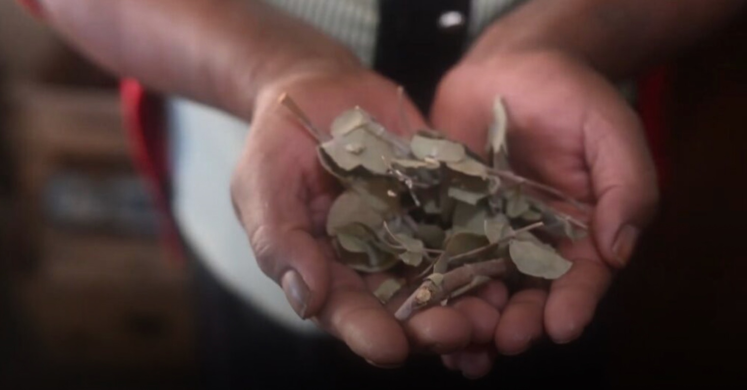 Medicina tradicional, Chihuahua