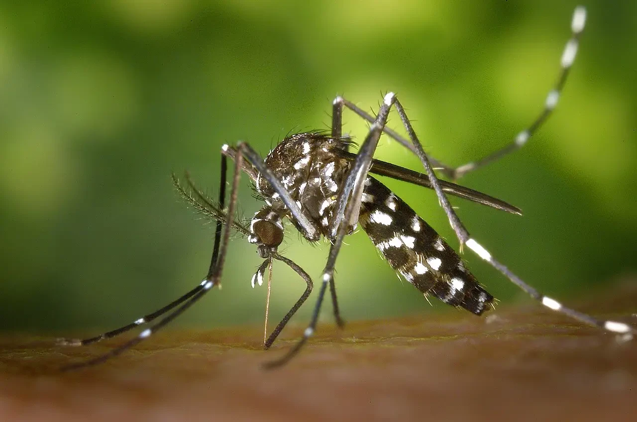 Mosquitos Aedes aegypti, virus chandipura, la India