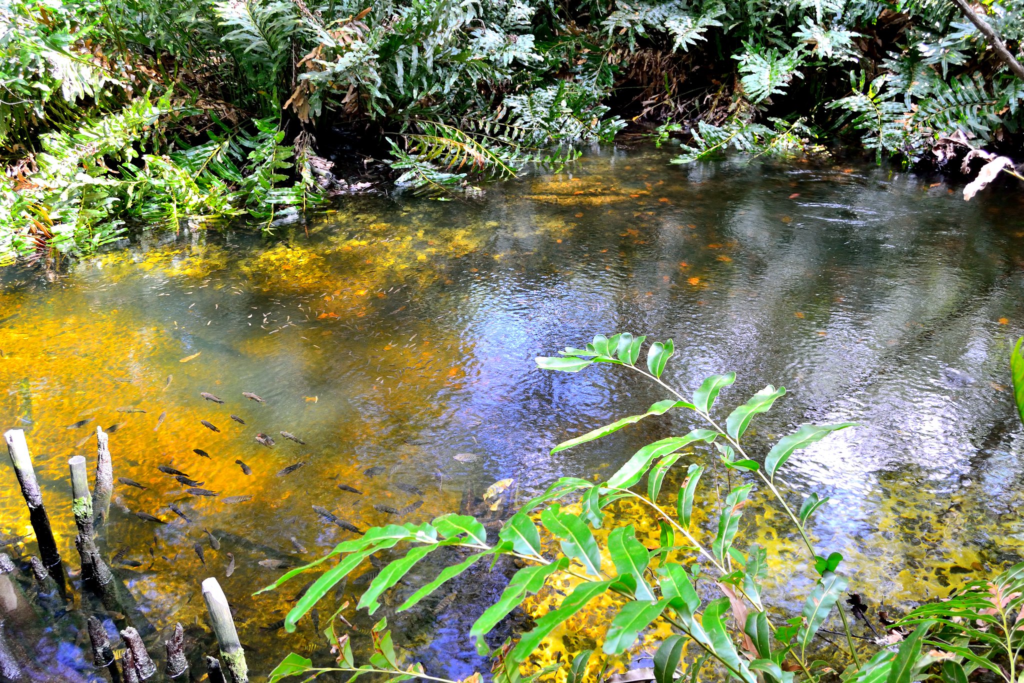 Ojo de Agua en Celestún, Yucatán, México