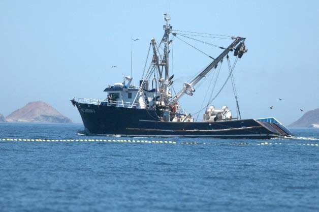 Sardina, sobrepesca, golfo de California