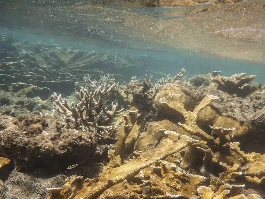 Corales, Puerto Rico