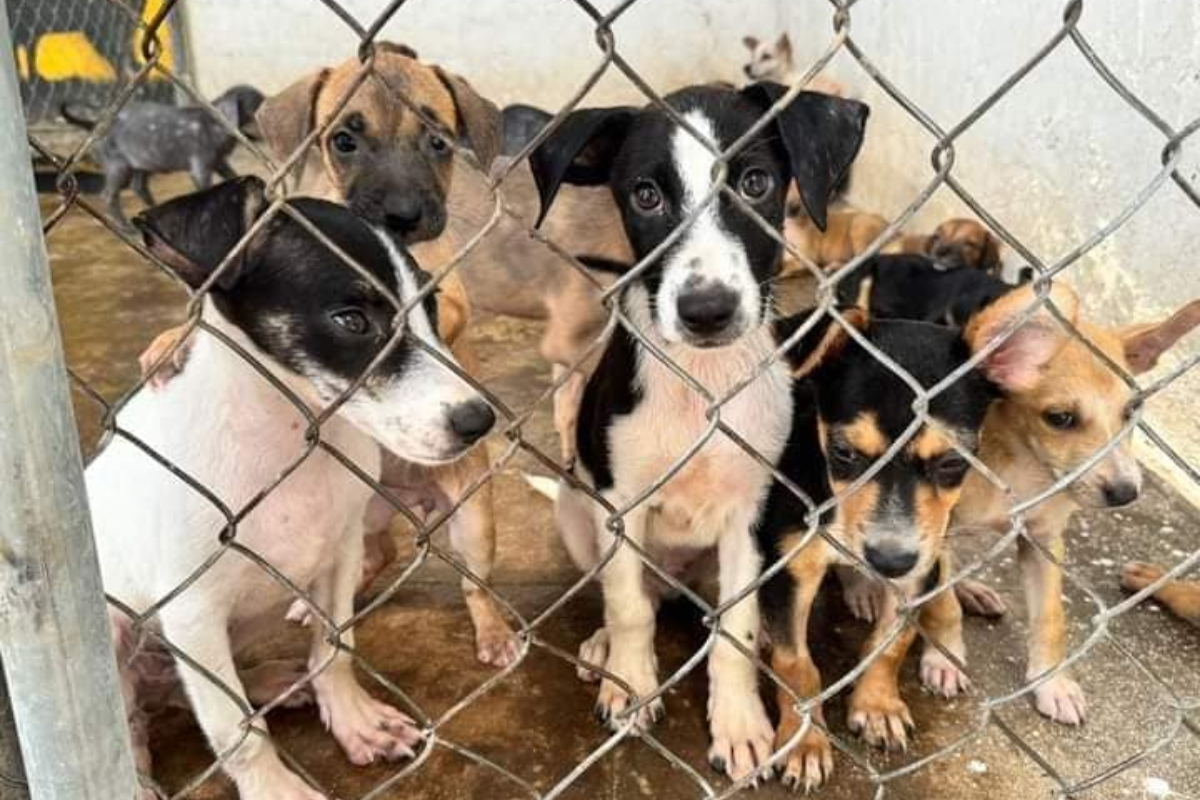 balto-togo-animalista-esterilizacion-animal