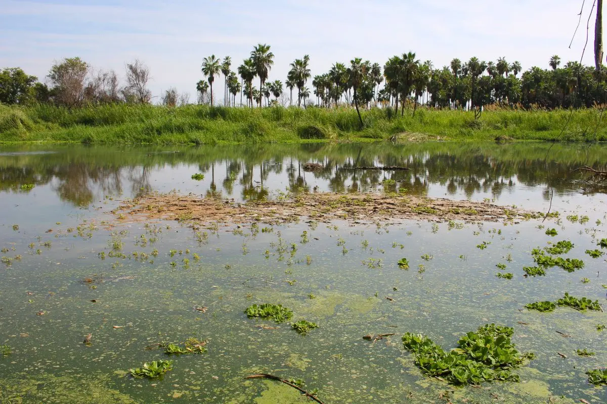 Lirio acuático, una especie invasora, cubriendo la superficie de la laguna conocida como estero de San José del Cabo.