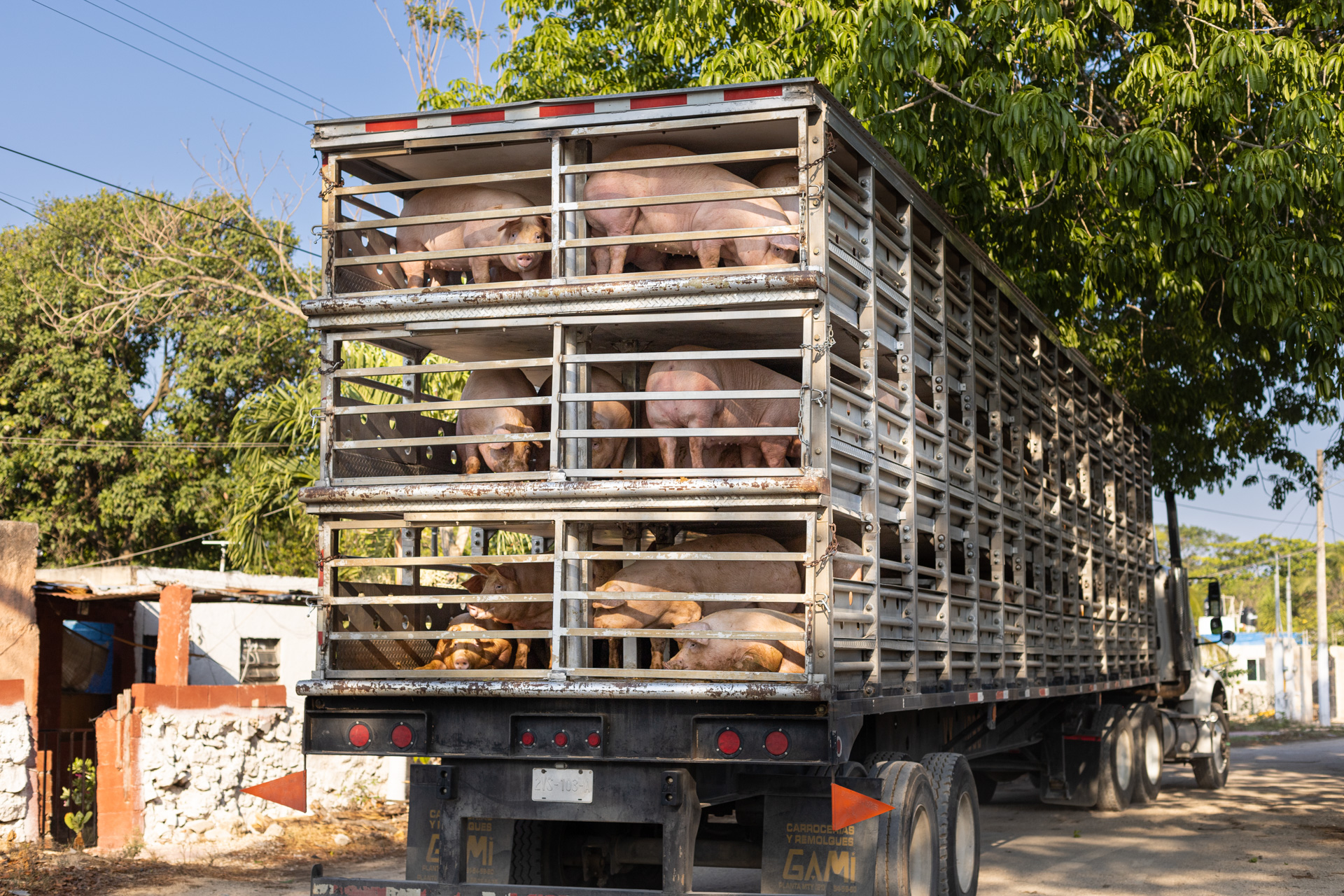 Granja de cerdos, Loret de Mola, Protesta
