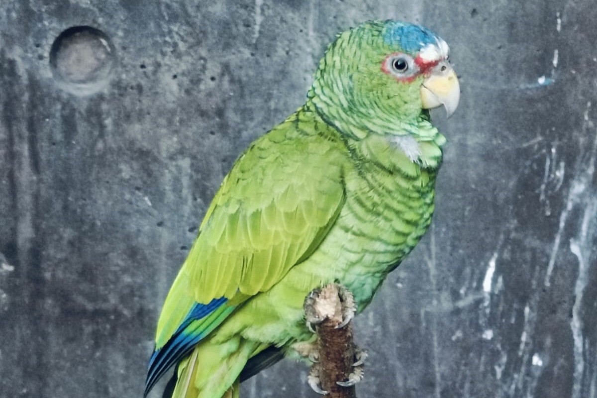 Gran Acuario de Mazatlán ofrece refugio y atención a especies protegidas