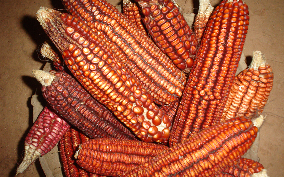 Maíz, Marcelo Ebrard