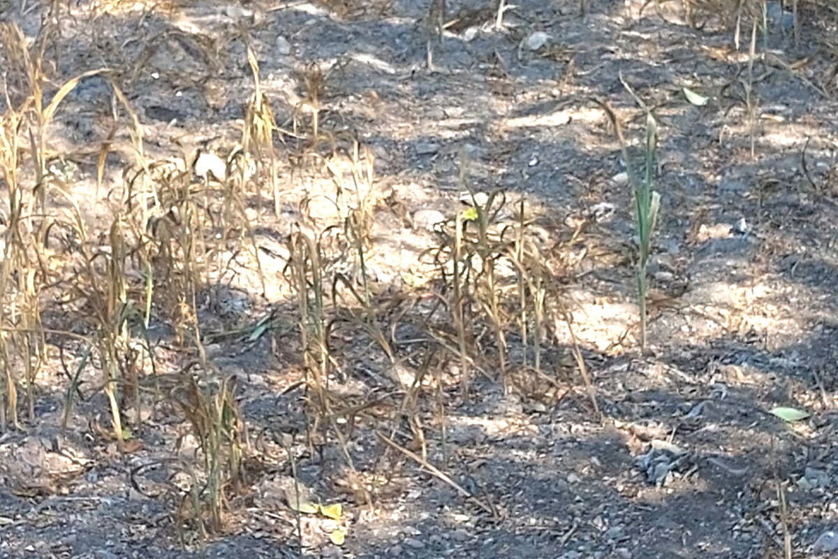 siembra-temporal-chiqueritos-2024-milo