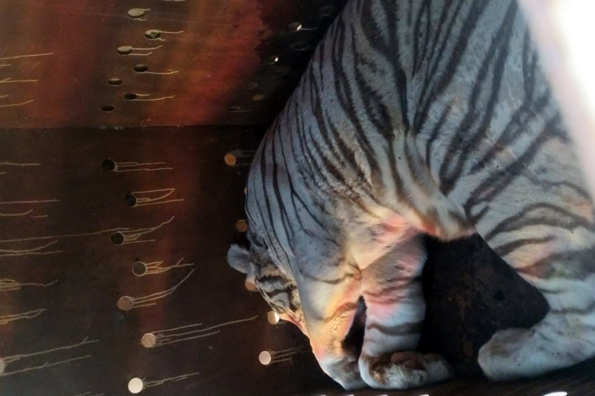 Tigre de bengala rescatado en Barrancos, Culiacán.