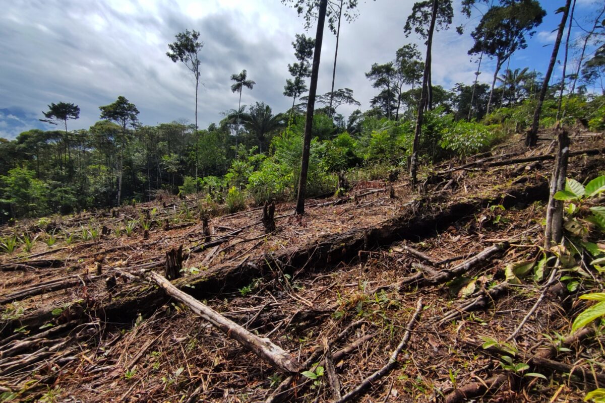 La tala indiscriminada menoscaba el bosque en el resguardo Villa Catalina de Puerto Rosario, en Putumayo, Colombia.