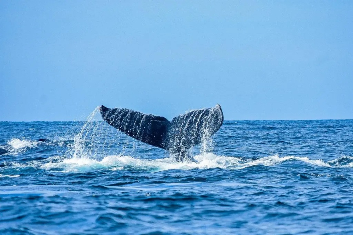 acuario-lamenta-muerte-ballena