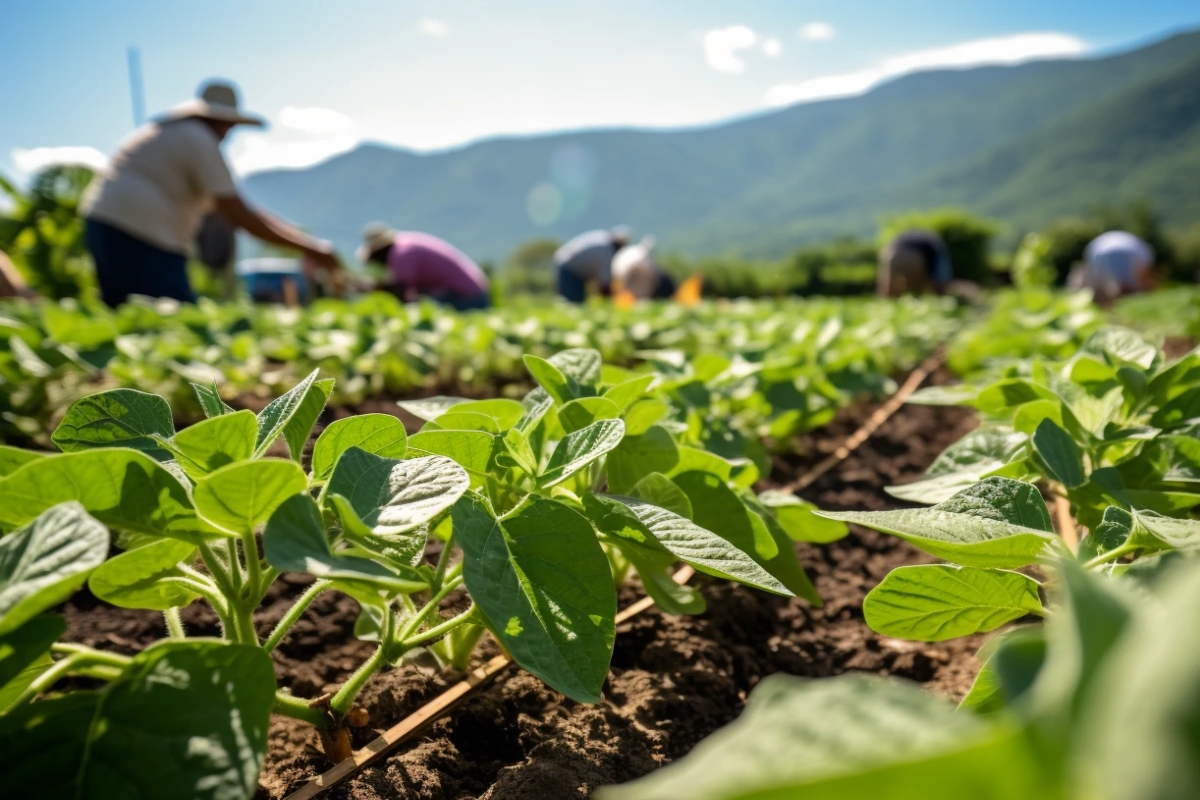 Productores sinaloenses enfrentan desafíos sin precedentes: sequías, mercados desfavorables y falta de apoyo gubernamental agravan la crisis en el sector agrícola, de acuerdo con Altagracia González.