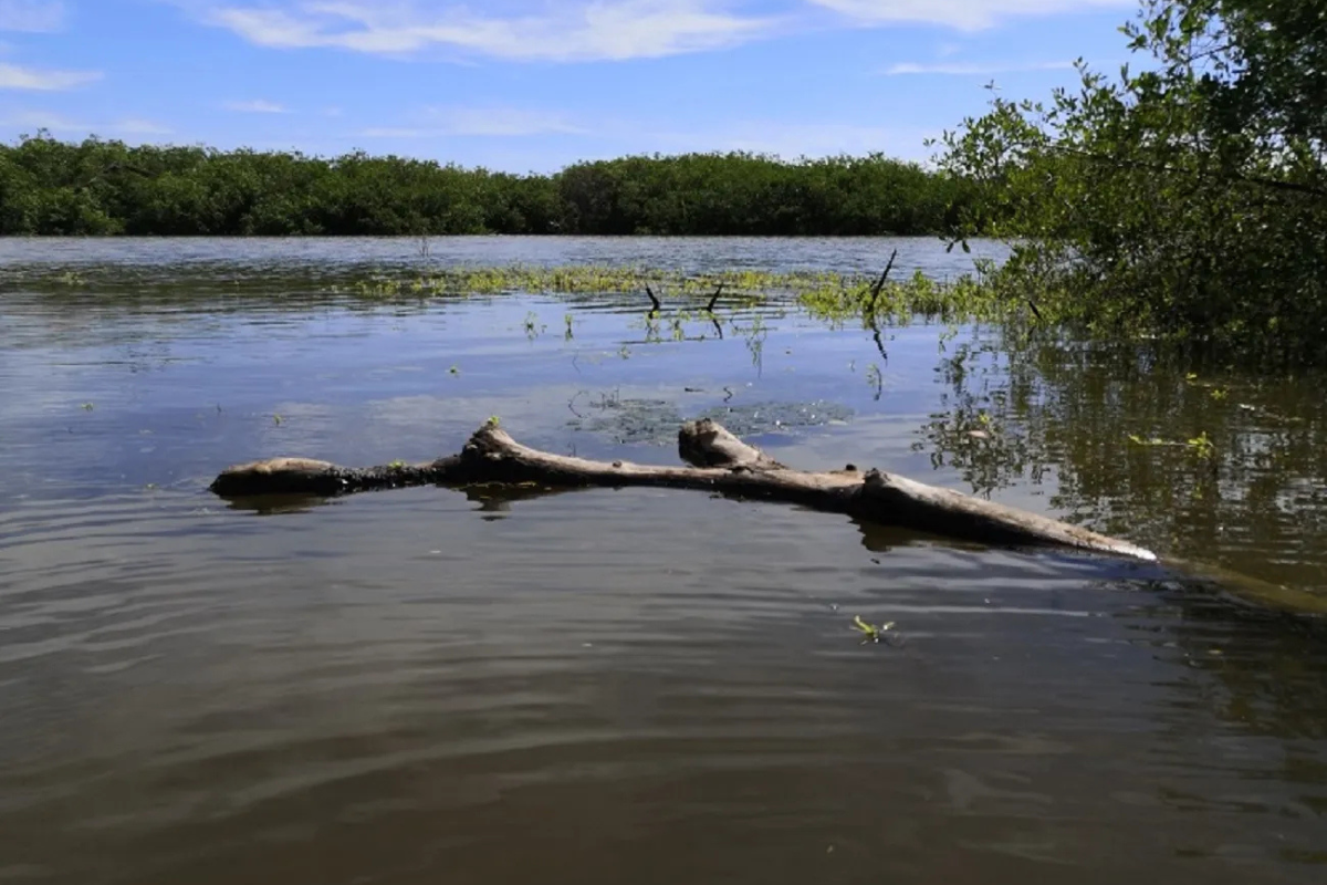 Durante el foro del Plan Nacional de Desarrollo en Culiacán, la rectora Ana Lucía Escobar Chávez planteó crear humedales artificiales para tratar agua de riego, buscando combatir la sequía y revitalizar la agricultura sinaloense.