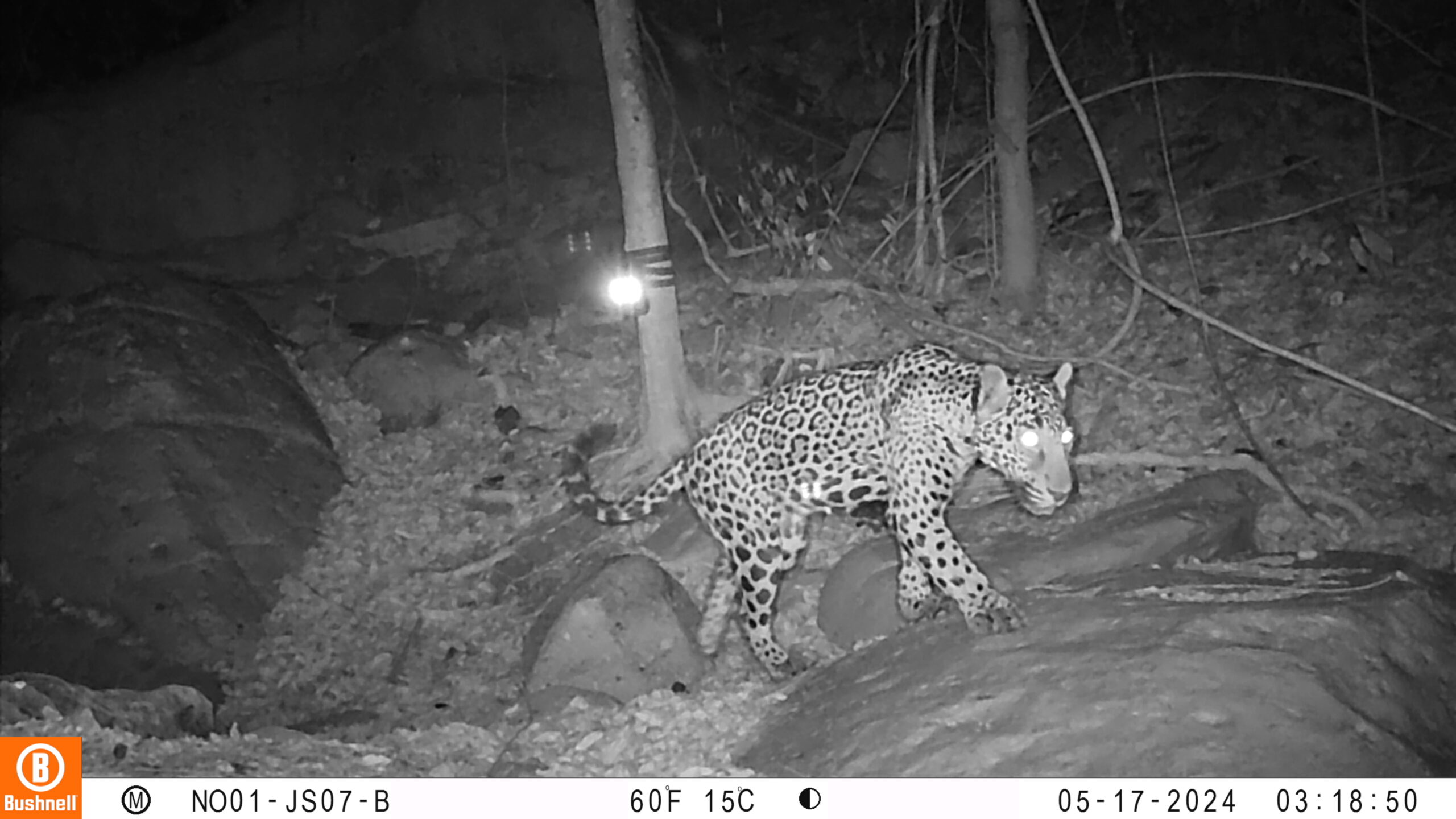 Ejemplar de Jaguar observado en el municipio de San Ignacio, Sinaloa, como parte del Censo del Jaguar 2024.