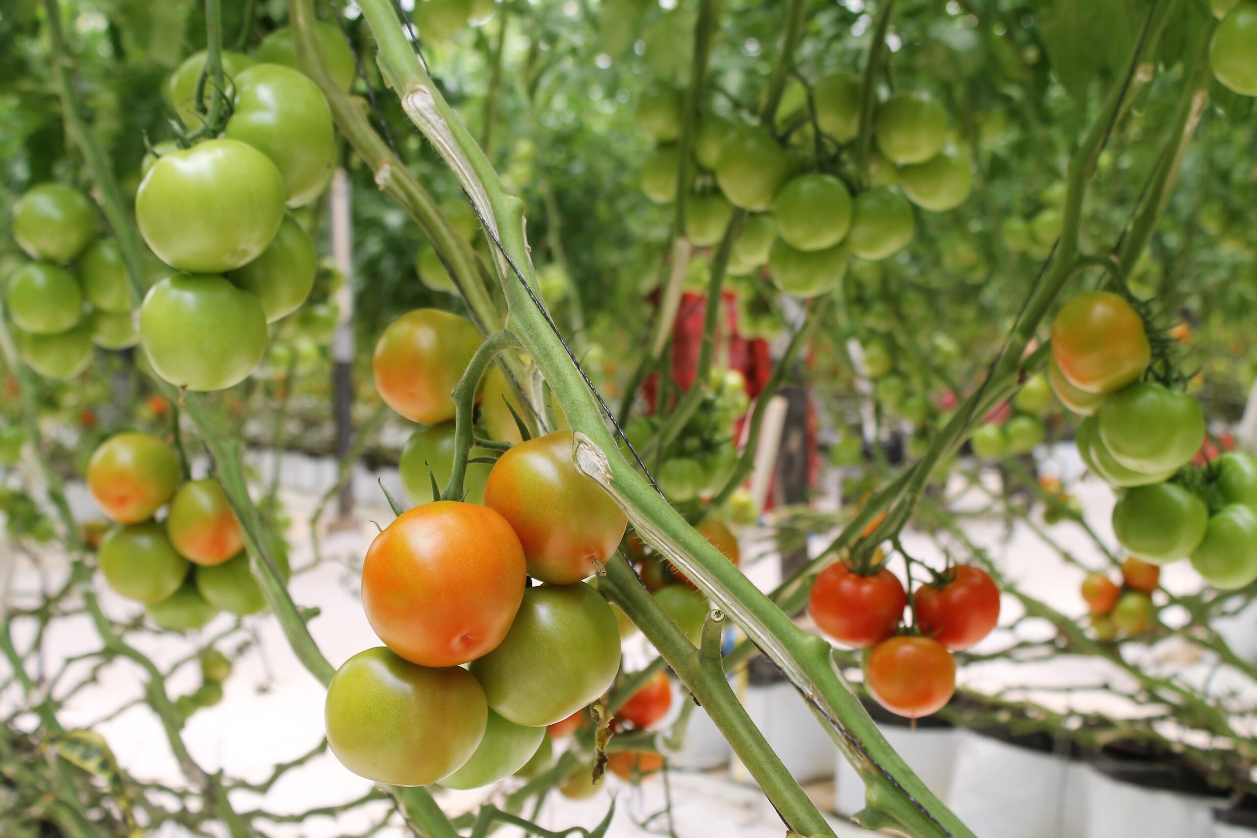 La imposición de aranceles a productos mexicanos por parte de EE.UU. amenaza la economía de Sinaloa, afectando sus exportaciones agrícolas.