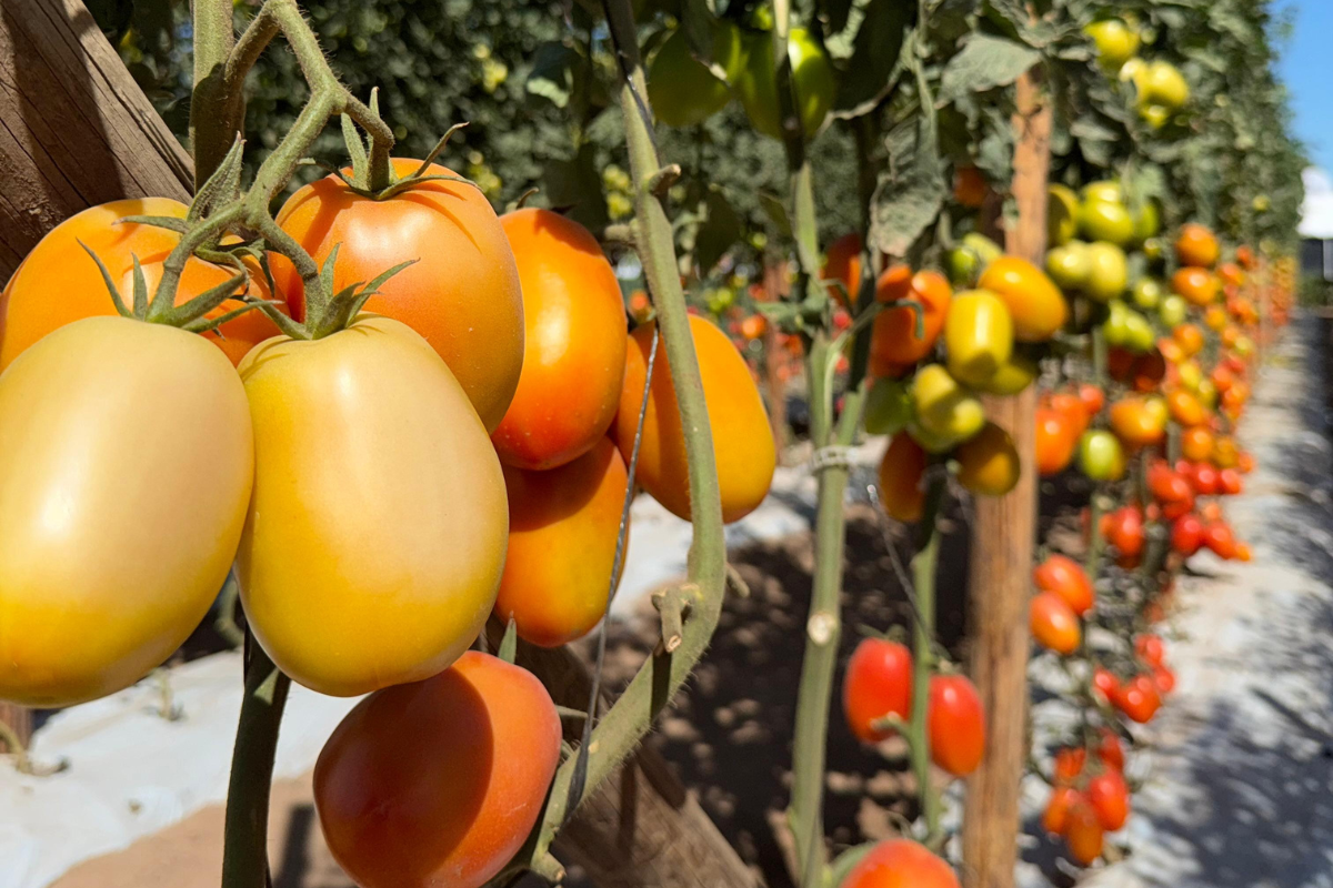 La agroindustria sigue siendo la base de las exportaciones sinaloenses, pero sectores como el automotriz y aeroespacial comienzan a ganar terreno.