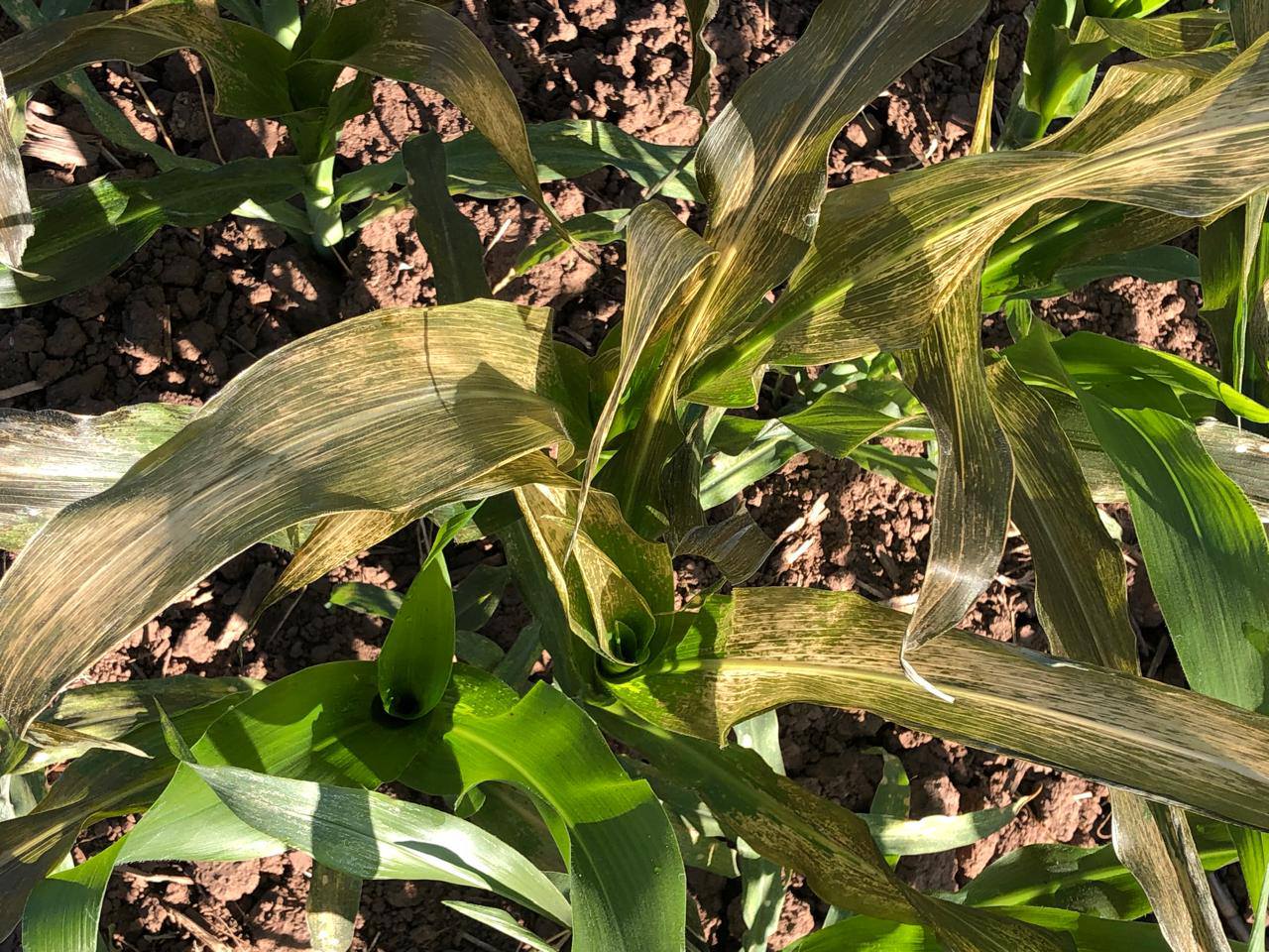 heladas cultivo maiz angostura agropanorama