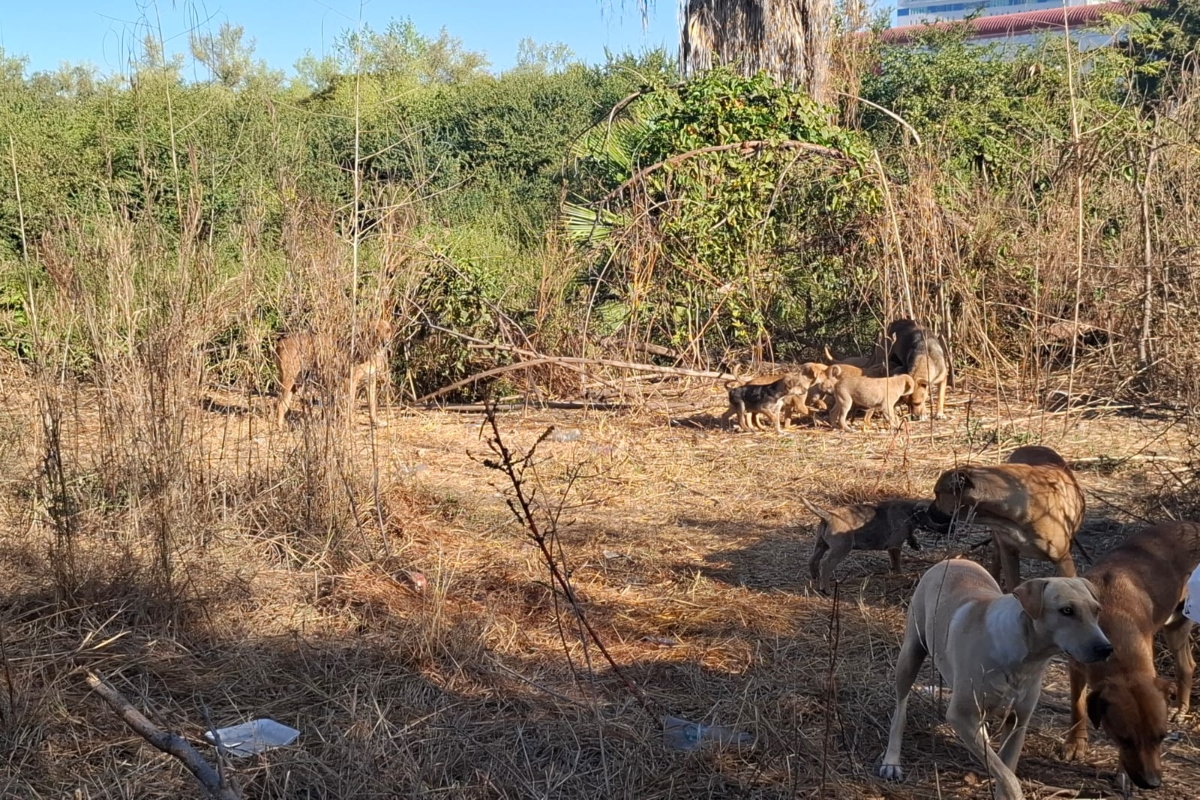 perros-parque-riberas