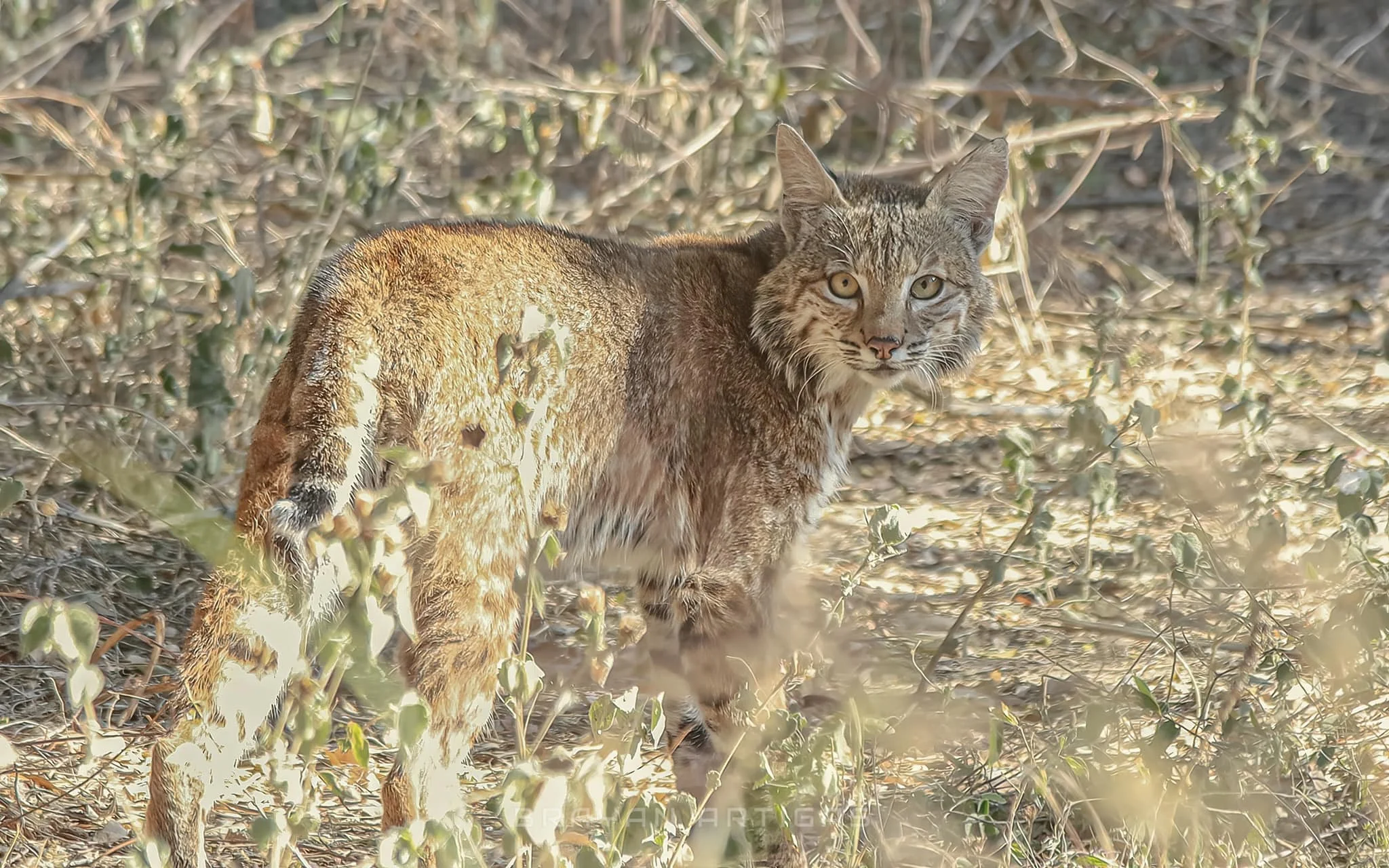 Lince Rio Culiacan - Brayan Artigas